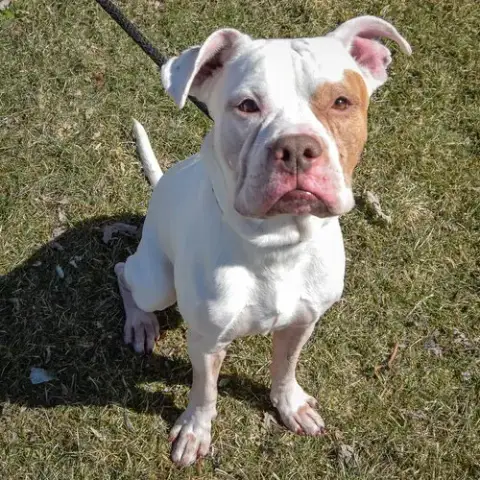Kylo photo 4