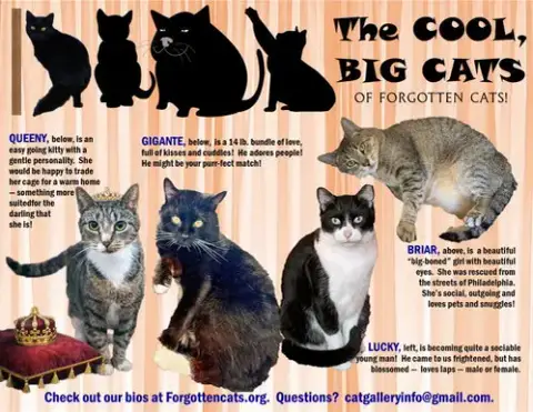 Big Cats: