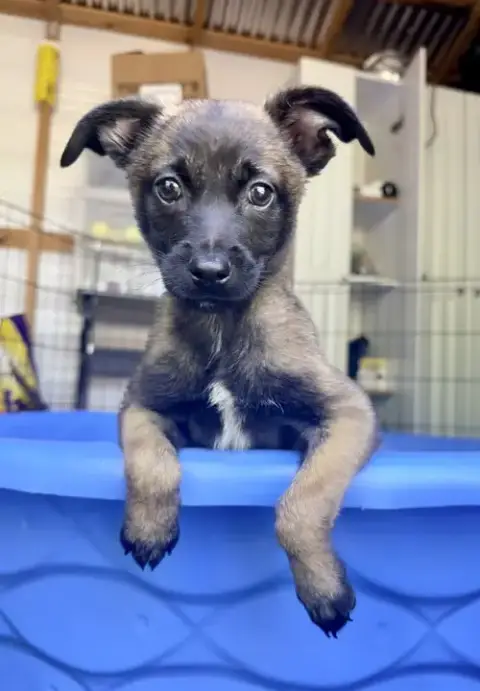 All-Star Soccer Litter