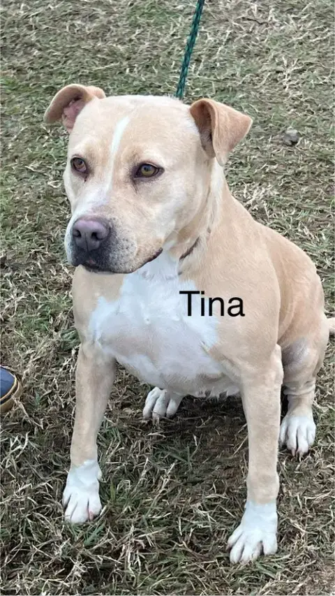 Tina