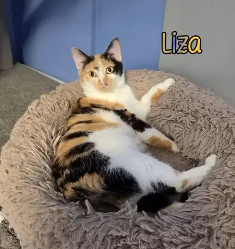 Liza photo 2