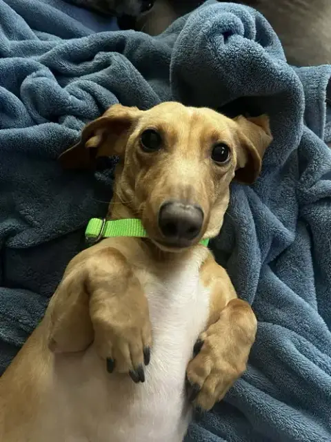 Louie photo 4