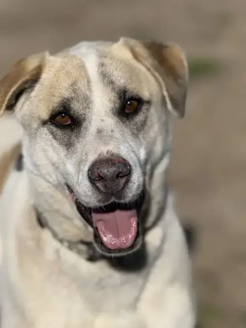 Jasper photo 5