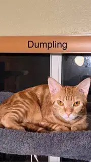 Dumpling photo 3