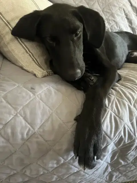 Boomer photo 4
