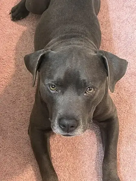 Bluey