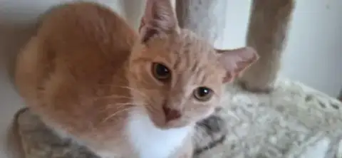 Sammy