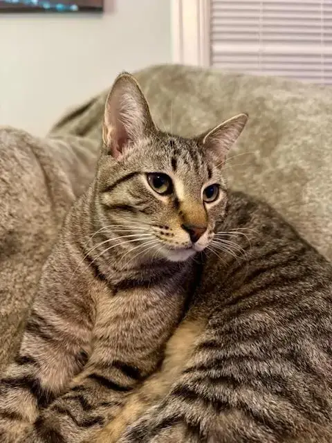 Atlas