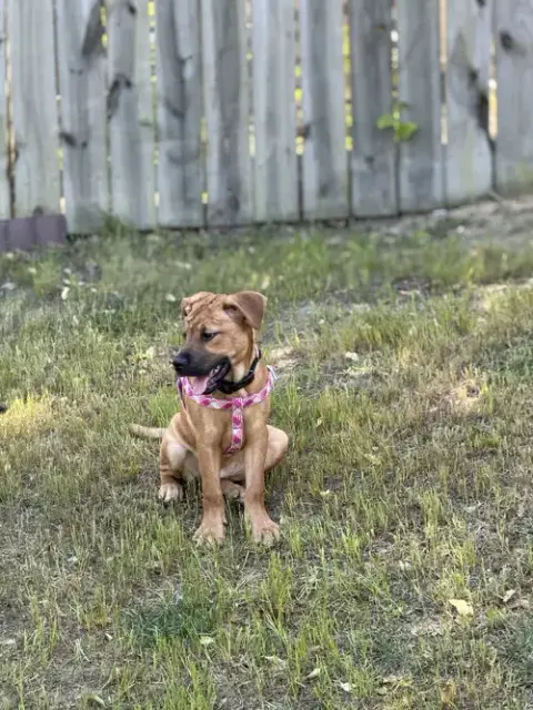 Sierra photo 4