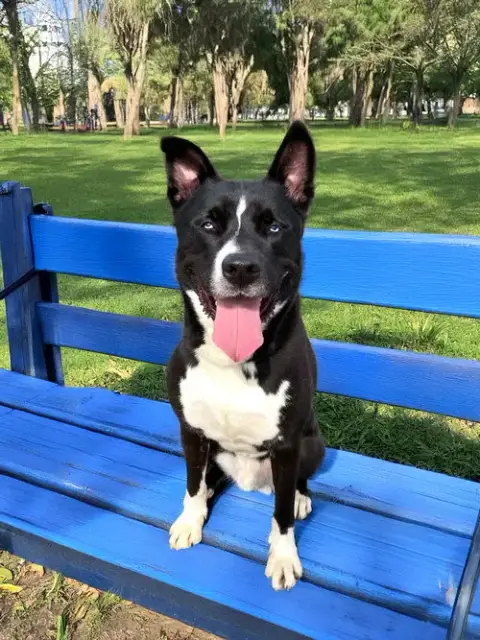 Rocky