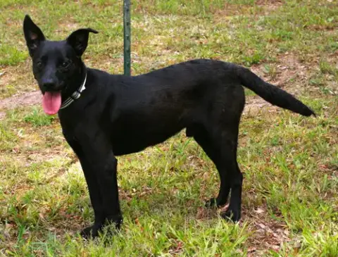Onyx photo 2