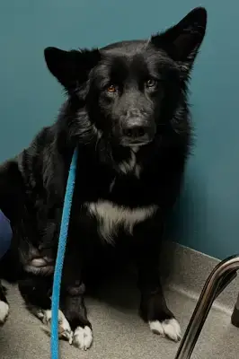 Sadie photo 2