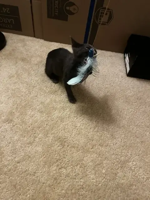 Dusty Kitten photo 2