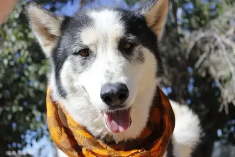 Koda photo 2