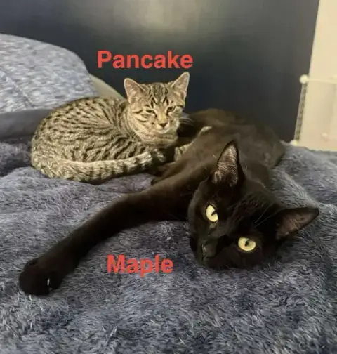 Maple photo 2