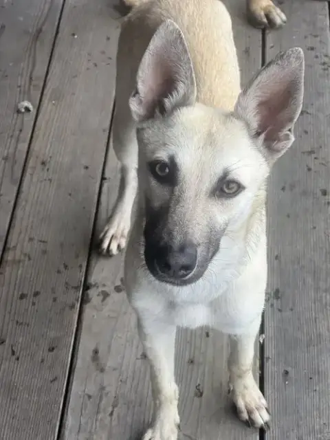 Bella