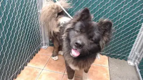 Hercules