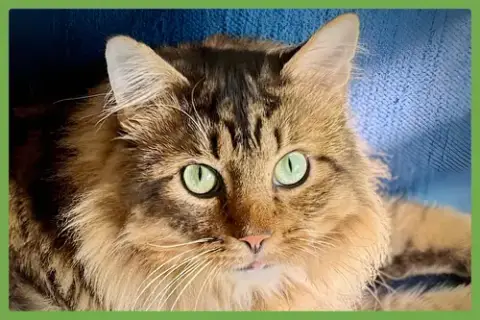 Cosmo