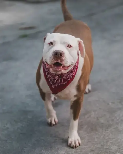 Emilio