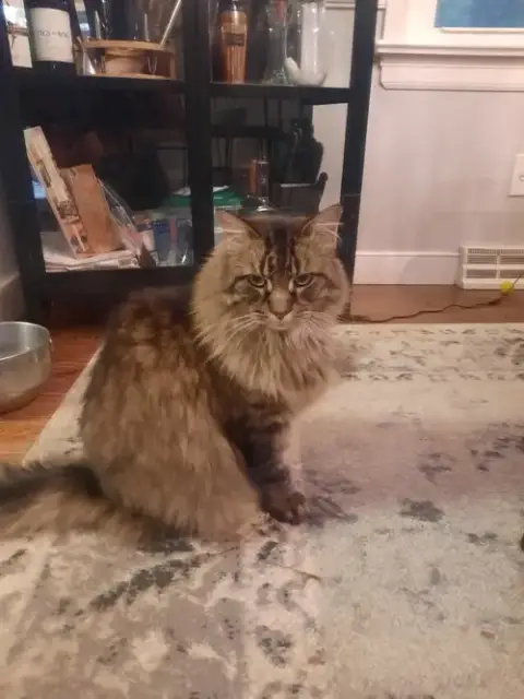 Kittyman Courtesy Post