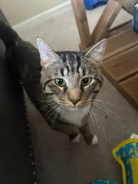 Milo photo 2