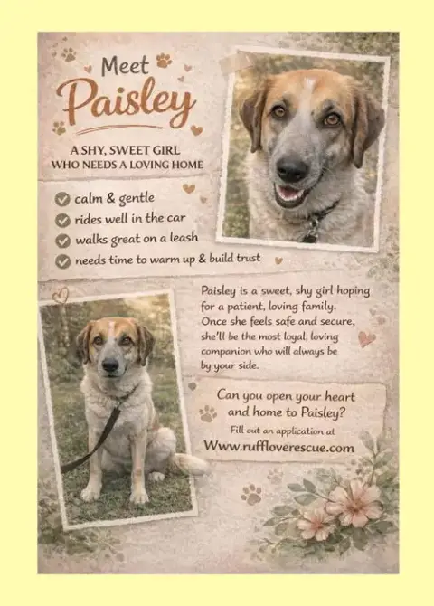 Paisley