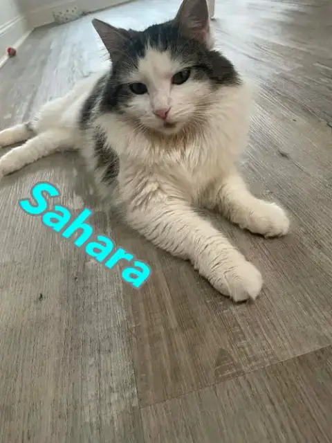 Sahara photo 5