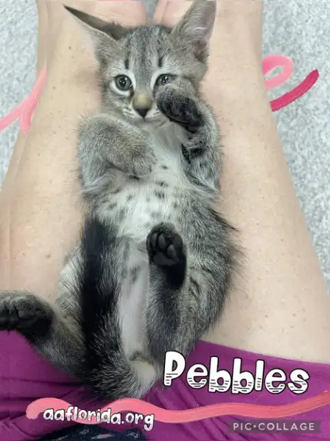 Pebbles *Cyd photo 5