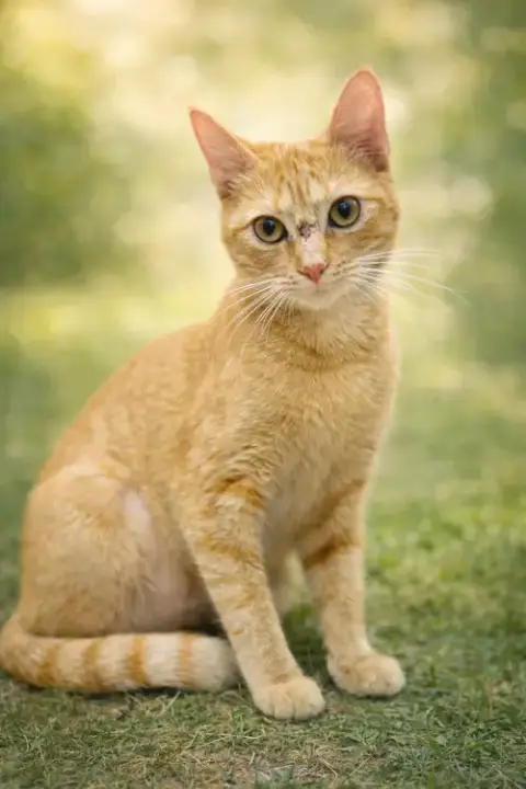Sissy: Not At Shelter