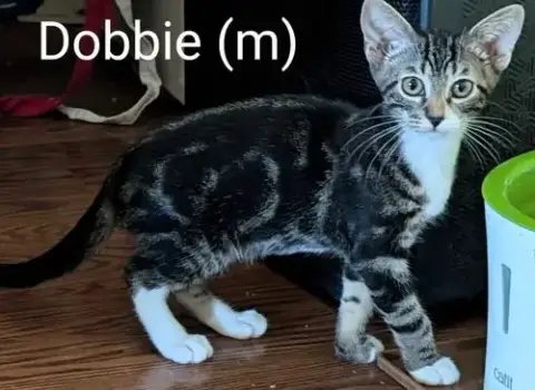 Dobbie photo 2