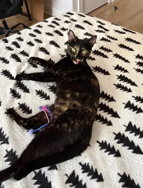 Hazel