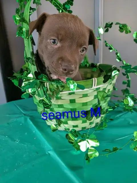 Seamus photo 2