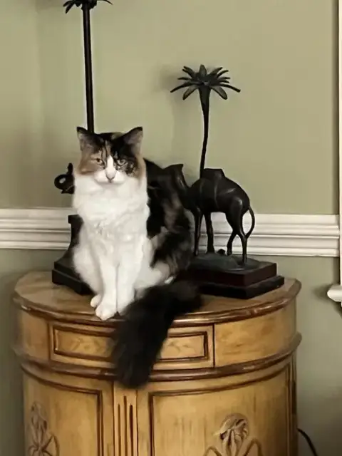 Venus