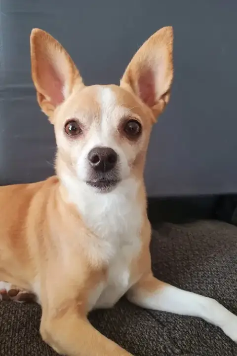 Penny photo 4