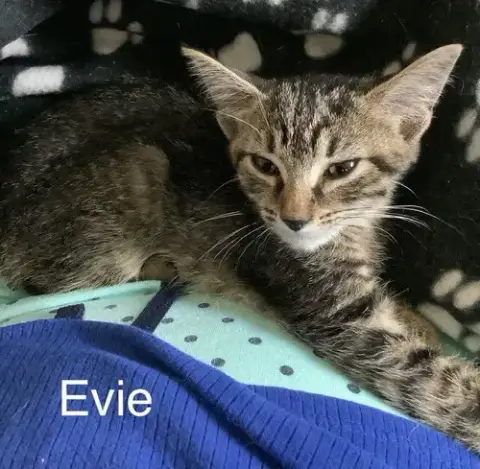 Evie photo 4