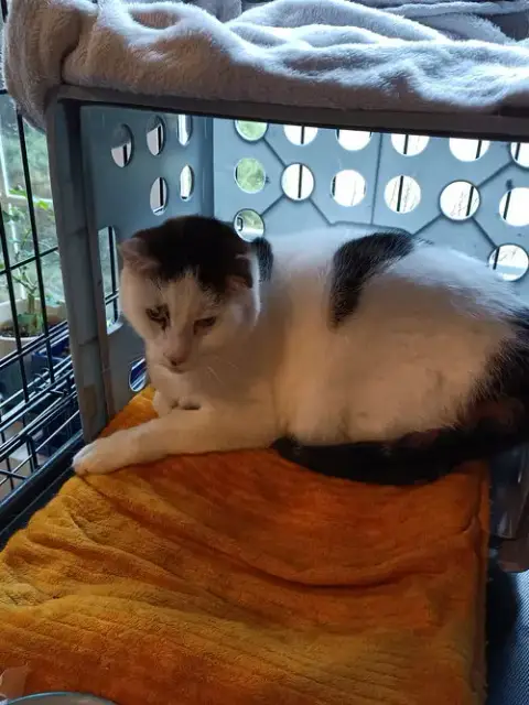(Accc Courtesy Post) Peanut photo 2