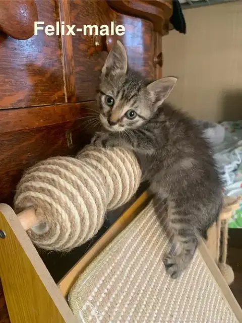 Felix