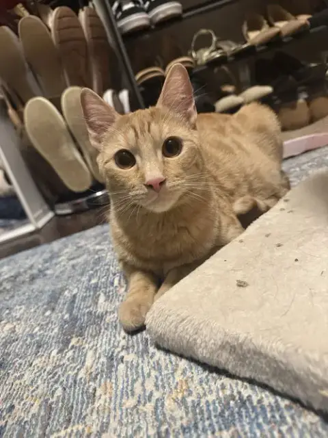 Romeo