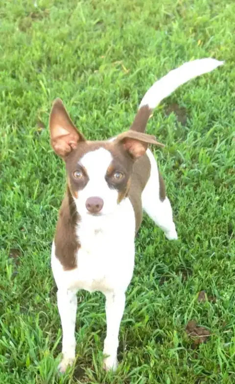 Sugar Sanctuary Dog