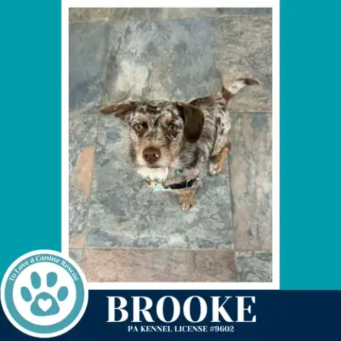 Brooke 042526 photo 3