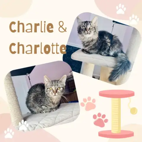 Charlie & Charlotte photo 2