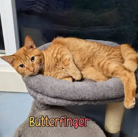 Butterfinger photo 4