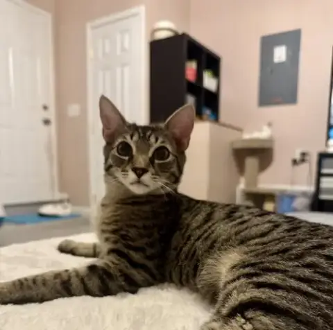 Fletcher =^.^= photo 4