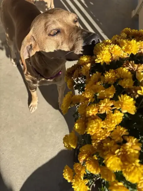 Brandy Rose photo 4