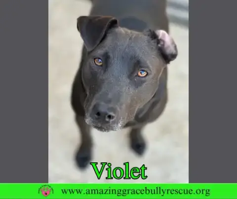 Violet