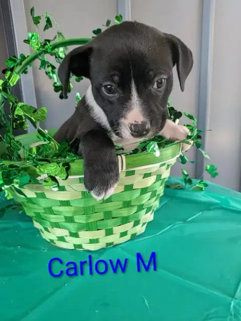 Carlow photo 2