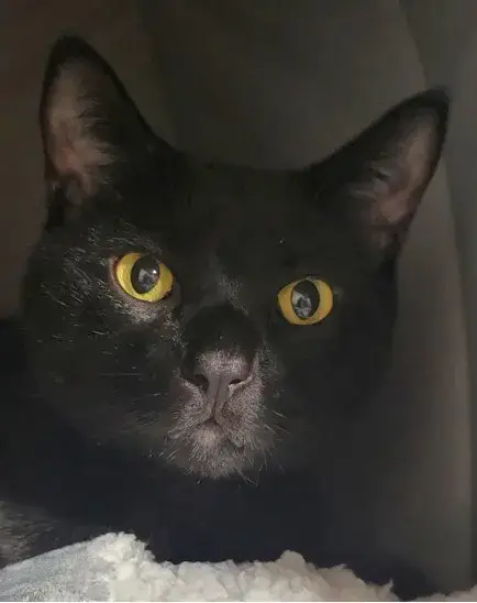 Bagheera photo 2