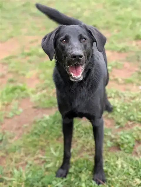 Jasper