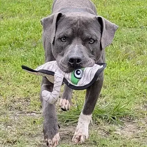 Nolan