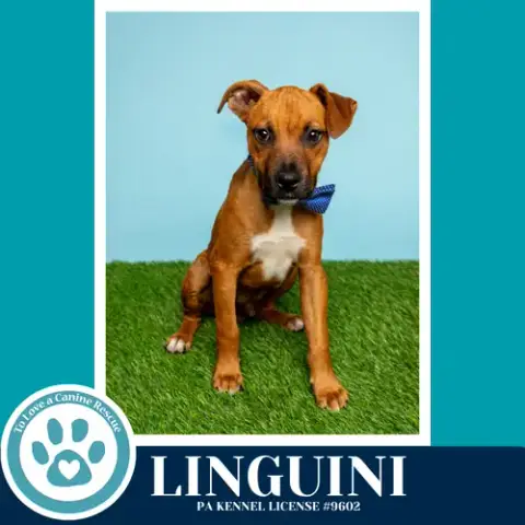 Linguini